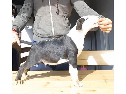 Bull Terrier κουτάβια