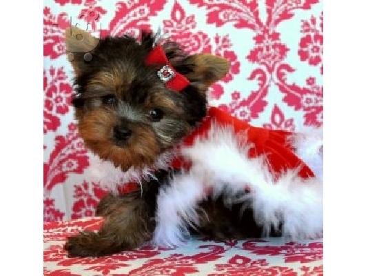 PoulaTo: AKC ΕΓΓΕΓΡΑΜΜΕΝΟ YORKSHIRE TERRIER Κουτάβια