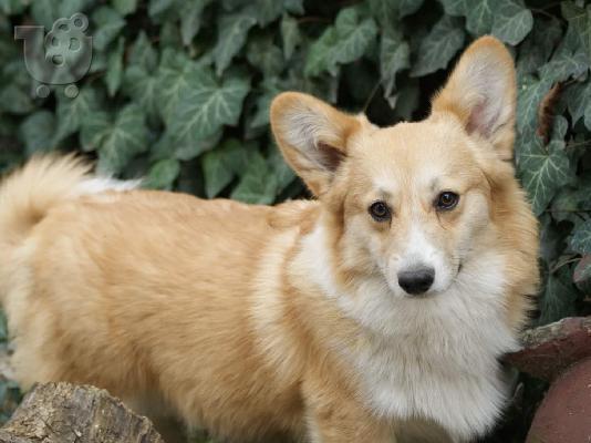 PoulaTo: Pembroke Welsh Corgi αγόρια