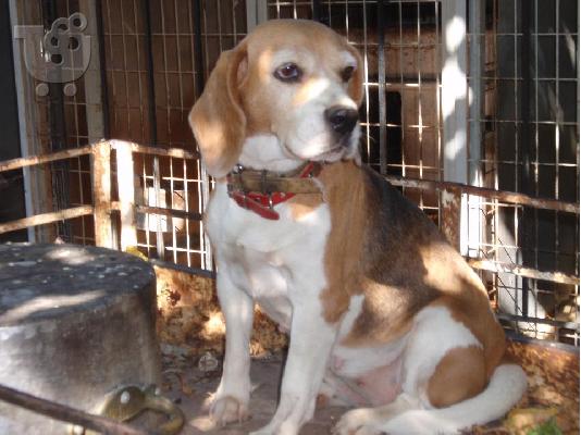 ΜΠΙΓΚΛ BEAGLE