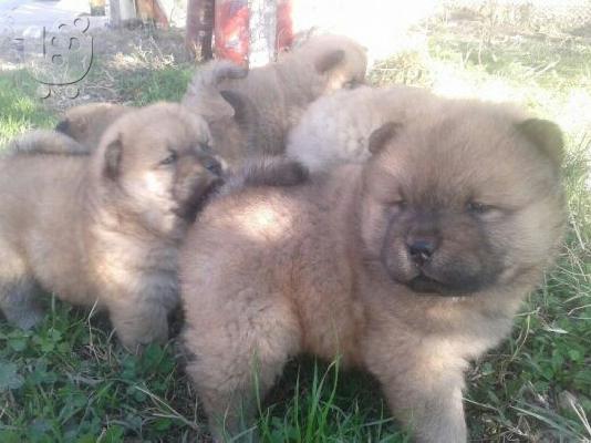 τσουο τασουο