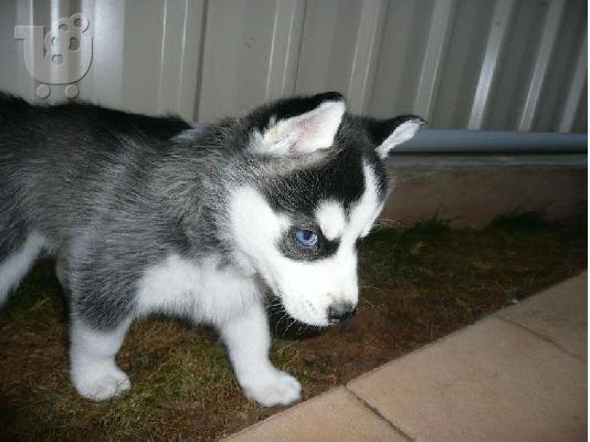 PoulaTo: Husky κουτάβι χρειάζεται νέο σπίτι 