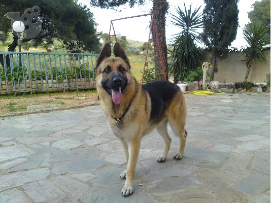 PoulaTo: γερμανικος ποιμενικος