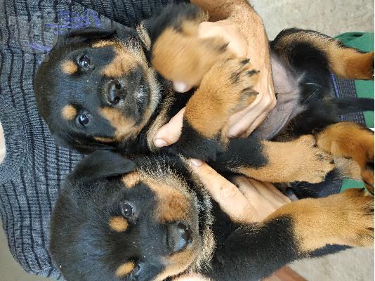Rottweiler
