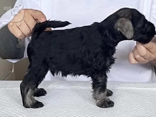 Μινιατούρα Schnauzer κουτάβια