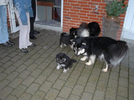 lapphund κουτάβια για μια όμορφη και φροντίδα στο σπίτι .....