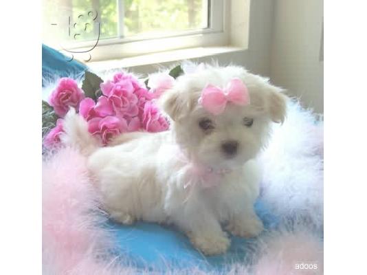 PoulaTo: Μαλτεζ  α ποιοτητας καθαροαιμο κουταβακι προσφορα