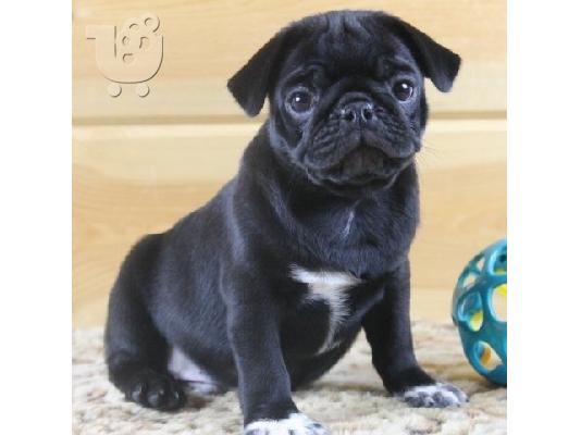 PoulaTo: Πολύ γλυκά γοητευτικά κουτάβια Pug