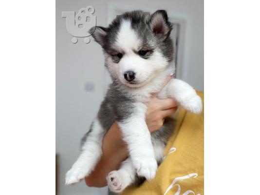 PoulaTo: κουτάβια pomsky