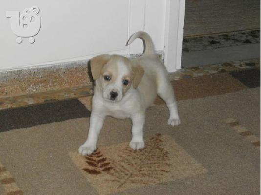 Κουταβακι 1.5 μηνα χαριζεται