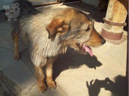 Γκριφον για συντροφια και φυλαξη  χαριζεται