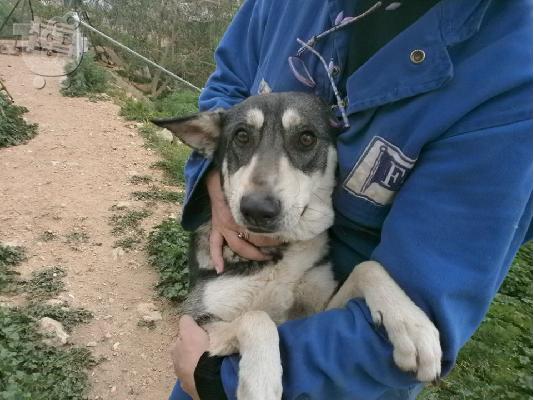 Χάσκι ημιαιμο χαριζεται