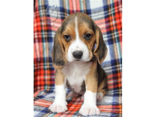 PoulaTo: κουτάβια Beagle