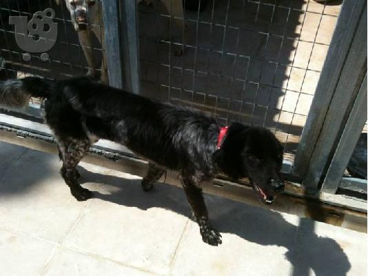 Σκυλακι ξανα χαριζεται