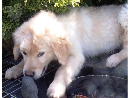 Όμορφα Golden Retriever κουτάβια