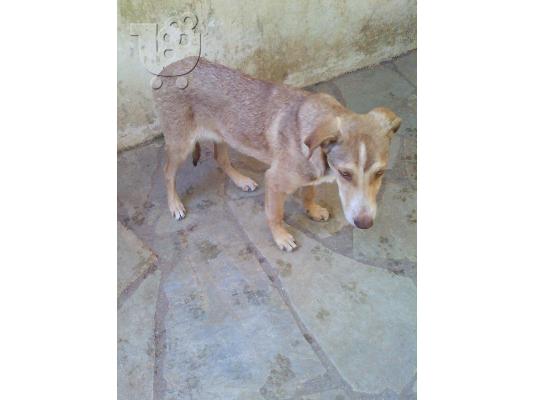 Μικροσωμη σκυλιτσα χαριζετα