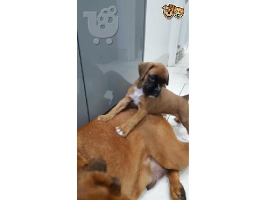 υπέροχο μπόξερ προς πώληση