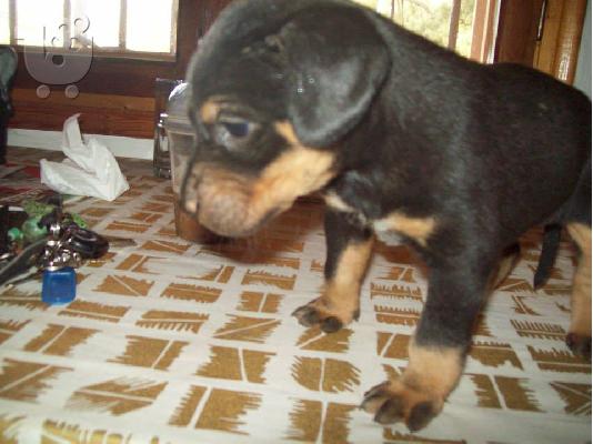 Κουταβουλες χαριζονται