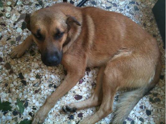 PoulaTo: Μεγαλοσωμος κουκλος χαριζεται