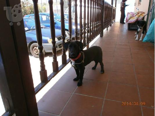 Μικροσωμο σκυλακι χαριζεται