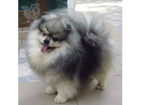 pomeranian boo