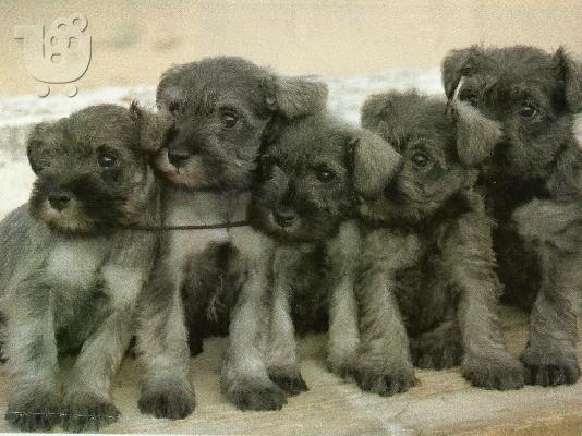 Schnauzer