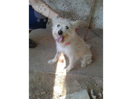 Μικροσωμο τερριε βρεθηκε στο Περαμα