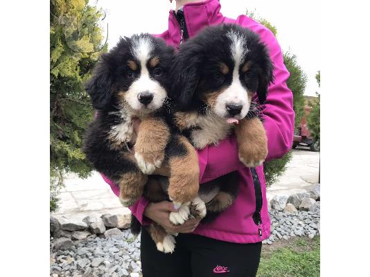 Κουτάβια Bernese Mountain Dog