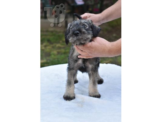 PoulaTo: Standard Schnauzer κουτάβια