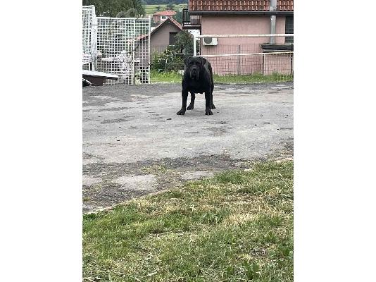 Αφρικανικό Boerboel κουτάβια