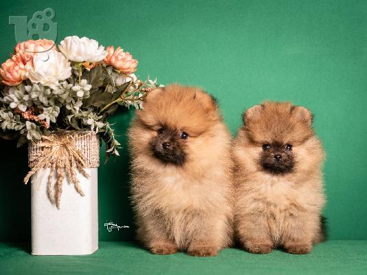 Pomeranian Spitz κουτάβια