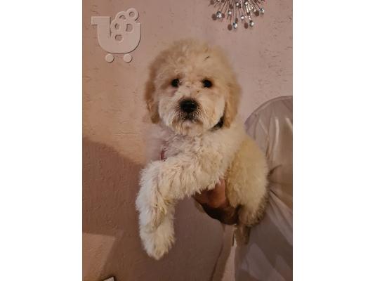 Labradoodle κουτάβια