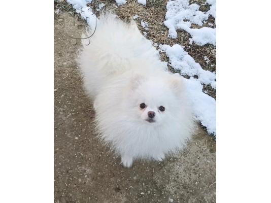 Pomeranian Spitz κουτάβια