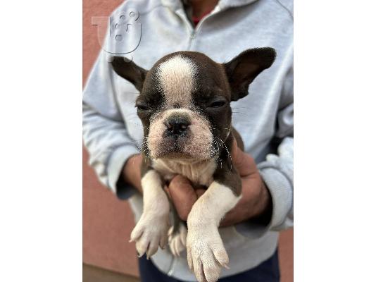 Κουτάβια Boston Terrier