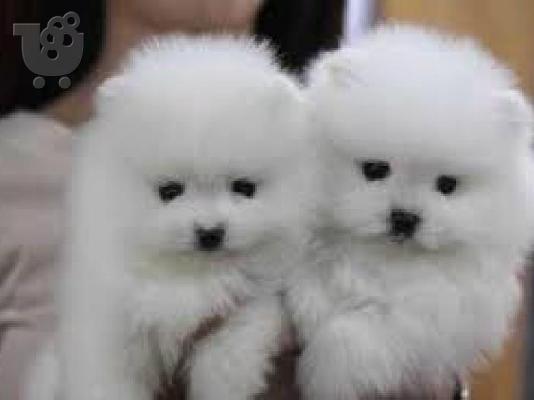 PoulaTo: Παιχνιδιάρικα κουτάβια Pomeranian διαθέσιμα