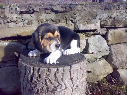PoulaTo: Kαλή τιμή!!!.Πουλάω όμορφα κουτάβια ράτσα BEAGLE- Μπιγκλ – 330 euro