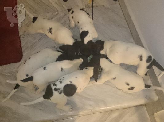 ΠΩΛΟΥΝΤΑΙ POINTER ΚΟΥΤΑΒΙΑ