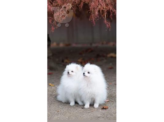 PoulaTo: Καταπληκτικά κουτάβια από Pomeranian!