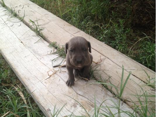 CANE CORSO ΓΚΡΙ-ΜΠΛΕ