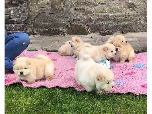 PoulaTo: Όμορφα κουτάβια Chow Chow