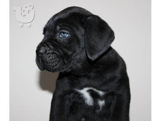 Cane Corso κουτάβια