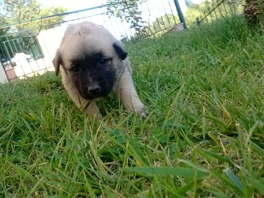 Χαρίζονται πανεμορφα κουταβακια