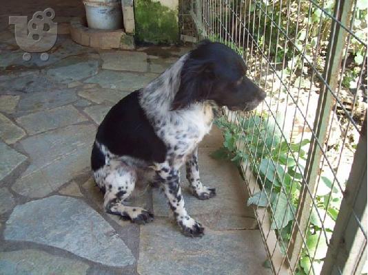 Μικροσωμη σκυλιτσα χαριζεται