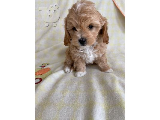 PoulaTo: Cavapoo Red