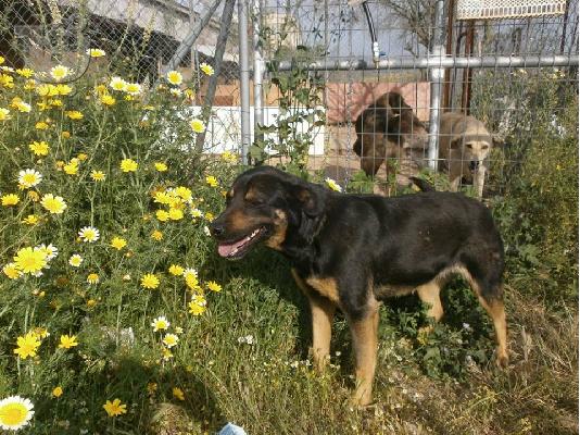 Λυκοσκυλιτσα ημιαιμη χαριζεται