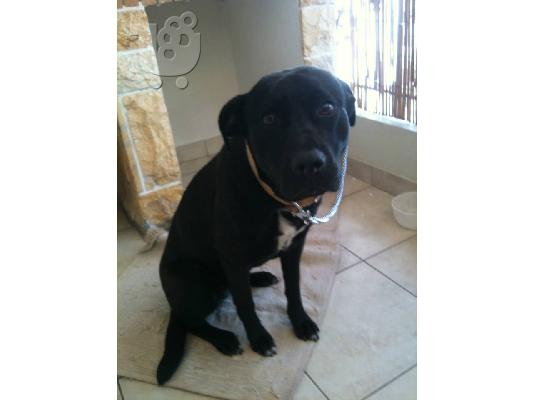 PoulaTo: Κουκλα σκυλιτσα χαριζεται