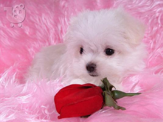 PoulaTo: Ανεκτίμητη γενεαλογία Maltese Puppy έτοιμο για υιοθεσία!;