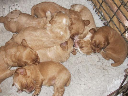 Cocker Spaniel καθαροαιμα  ΘΕΣΣΑΛΟΝΙΚΗ  2311 288 660