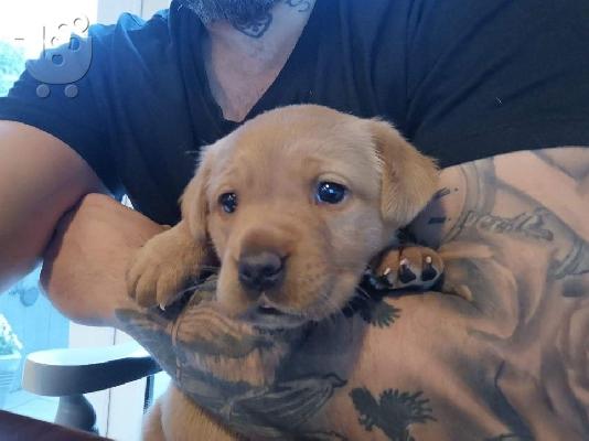 λαβράδορ retriever
