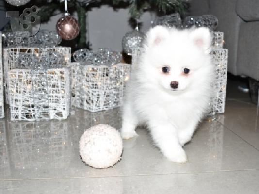 PoulaTo: pom babies for adoption